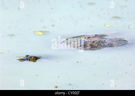 Indian flapshell turtle (Lissemys punctata), Keoladeo Ghana National Park, Rajasthan, India, Asia Stock Photo