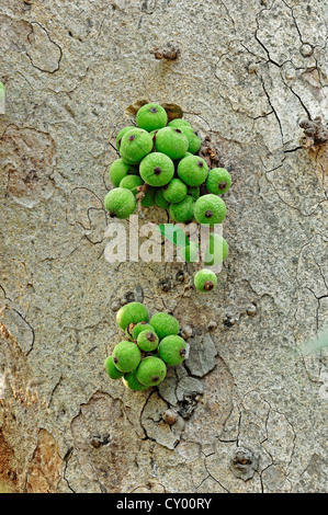 Sacred Fig or Bo-Tree, Aswattha Tree (Ficus religiosa), fruits on a tree, Keoladeo Ghana National Park, Rajasthan, India Stock Photo