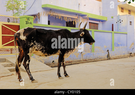 Zebu cattle (Bos primigenius indicus), on the road, holy cow, Bharatpur, Rajasthan, India, Asia, PublicGround Stock Photo