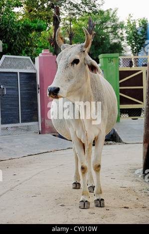 Zebu cattle (Bos primigenius indicus), in the street, holy cow, Bharatpur, Rajasthan, India, Asia, PublicGround Stock Photo