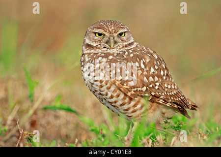 Burrowing Owl (Speotyto cunicularia, Athene cunicularia), Florida, USA Stock Photo