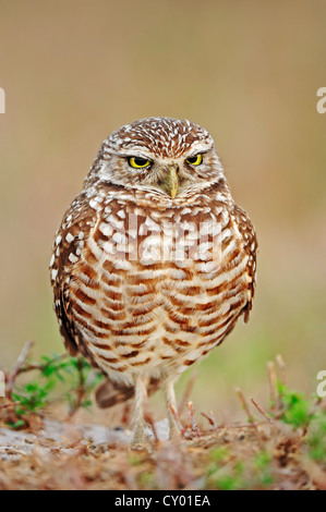 Burrowing Owl (Speotyto cunicularia, Athene cunicularia), Florida, USA Stock Photo