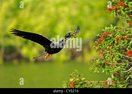 Anhinga or American Darter (Anhinga anhinga), male flying with nesting material, Florida, USA Stock Photo