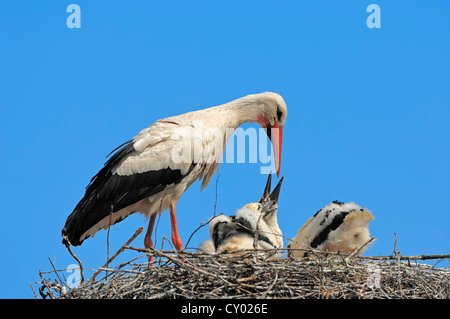 White Stork (Ciconia ciconia) feeding its chicks in the nest, North Rhine-Westphalia Stock Photo