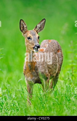 Roe Deer (Capreolus capreolus), doe, North Rhine-Westphalia Stock Photo