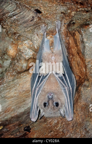 Egyptian Fruit Bat or Egyptian Rousette (Rousettus aegyptiacus) with juvenile, native to Africa and the Arabian peninsula Stock Photo