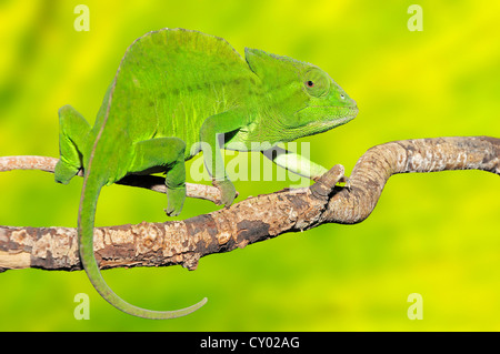 Crested Chameleon (Chamaeleo cristatus Stock Photo - Alamy