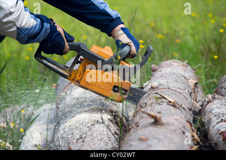 Cutting a spruce log with chainsaw , Finland