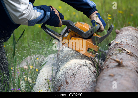 Cutting a spruce log with chainsaw , Finland