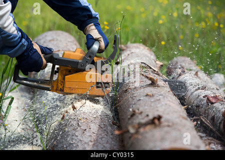 Elderly man cutting a spruce log with chainsaw , Finland