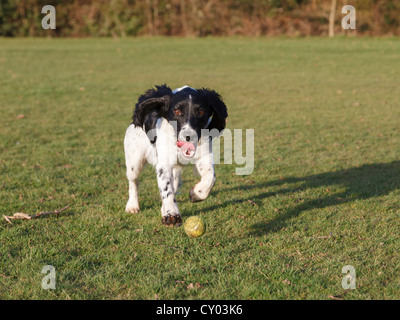One black and white English Springer Spaniel dog running after a ball whilst playing outside in a park. England UK Britain Stock Photo