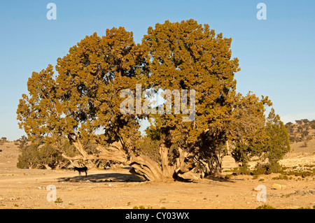 Persian Juniper (Juniperus excelsa subsp. Polycarpos), Jebel Akhdar Mountains, Sultanate of Oman, Middle East, Asia Stock Photo
