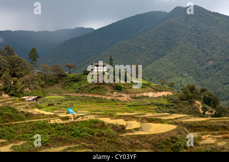 Farm in a landscape with terraced fields of rice, Bhutan, South Asia, Asia Stock Photo