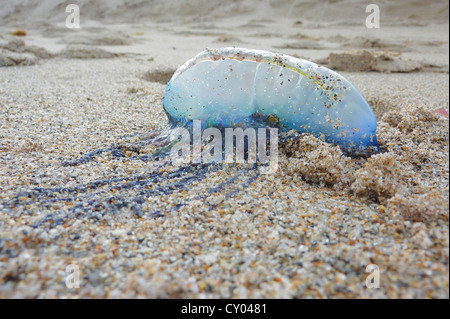 A dead jellyfish lying on the beach, West Palm Beach, Florida, USA Stock Photo