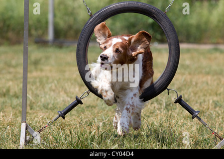 Agility, tires, Welsh Springer Spaniel, dog sport Stock Photo