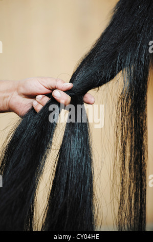 Horse's tail being braided, polo, pony Stock Photo