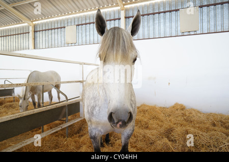 Draft horses at a country farm fair. International livestock fair at Zafra, Badajoz, Spain (Feria Internacional Ganadera) Stock Photo