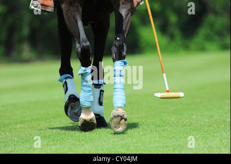 Legs of a polo pony with a mallet, Ebreichsdorf, Lower Austria, Austria, Europe Stock Photo