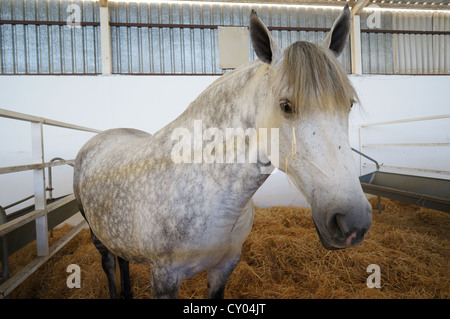 Draft horses at a country farm fair. International livestock fair at Zafra, Badajoz, Spain (Feria Internacional Ganadera) Stock Photo