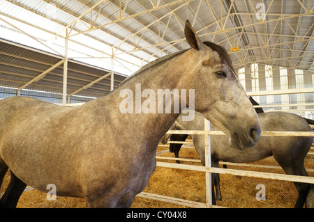 Draft horses at a country farm fair. International livestock fair at Zafra, Badajoz, Spain (Feria Internacional Ganadera) Stock Photo