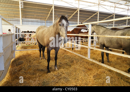 Draft horses at a country farm fair. International livestock fair at Zafra, Badajoz, Spain (Feria Internacional Ganadera) Stock Photo