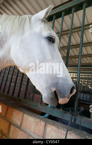 Draft horses at a country farm fair. International livestock fair at Zafra, Badajoz, Spain (Feria Internacional Ganadera) Stock Photo