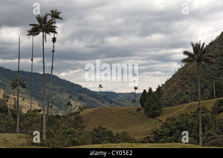Wax Palms, Valle de Cocora, Los Nevados National Park, Colombia Stock Photo