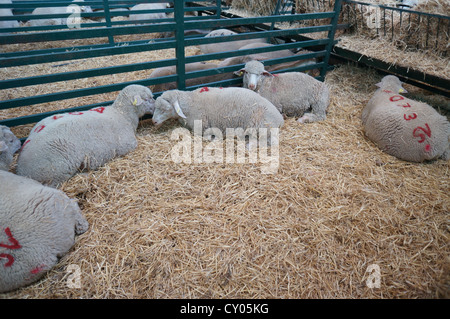 Sheep are feeding in pen on International livestock fair at Zafra, Badajoz, Spain Stock Photo