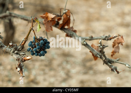 Poor harvest vineyards Stock Photo