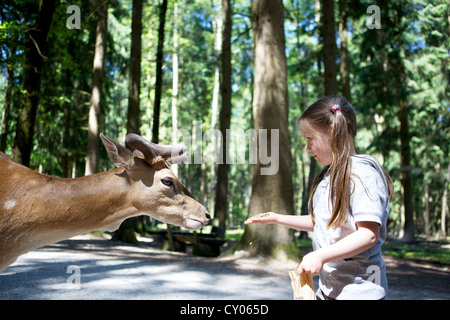 Three-year-old girl hand feeding a fallow deer in a forest, Wildpark Poing wildlife park, Bavaria Stock Photo