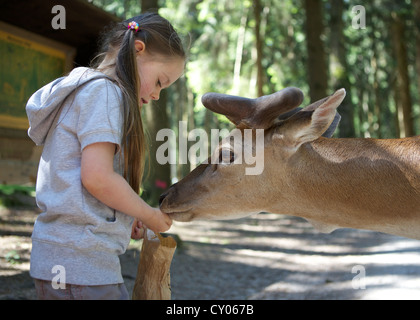 Three-year-old girl hand feeding a fallow deer in a forest, Wildpark Poing wildlife park, Bavaria Stock Photo