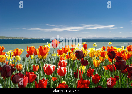Field of tulips, Mainau Island, Baden-Wuerttemberg Stock Photo