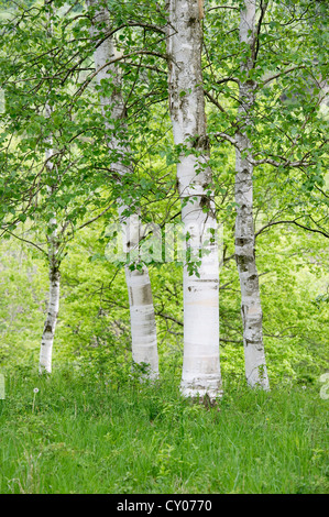 Birch grove, Liliental near Ihringen, Kaiserstuhl low mountain range, Baden-Wuerttemberg Stock Photo