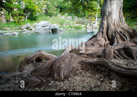 The roots of a massive bald cypress tree cover the bank of the Guadalupe River in Spring Brunch, TX. Stock Photo