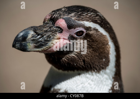Humboldt Penguin (Spheniscus humboldti), portrait Stock Photo
