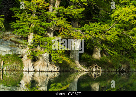 Massive bald cypress trees line the Guadalupe River in Spring Brunch, TX, showing a beautiful water reflection of the green forest. Stock Photo