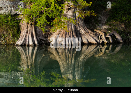 A beautiful water reflection of the trunks of two massive bald cypress trees was seen at the Guadalupe River State Park in Spring Brunch, TX. Stock Photo