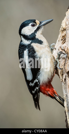Great Spotted Woodpecker or Greater Spotted Woodpecker (Dendrocopos major), Hebertshausen, Bavaria