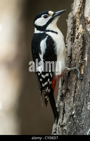 Great Spotted Woodpecker or Greater Spotted Woodpecker (Dendrocopos major), Hebertshausen, Bavaria Stock Photo