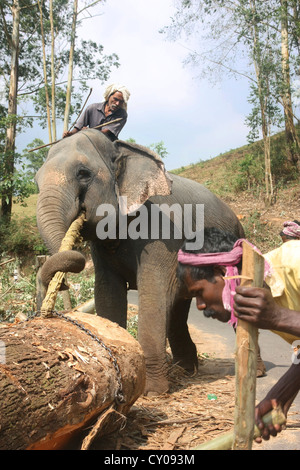 Indian mahout and working elephant engaged in logging in the Idukki district of the Indian state of Kerala. Stock Photo