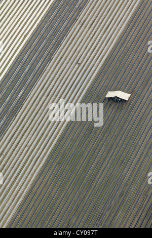 Aerial view, mechanical harvesting of asparagus, asparagus field on Hafenstrasse street, Waltrop, Ruhr area Stock Photo