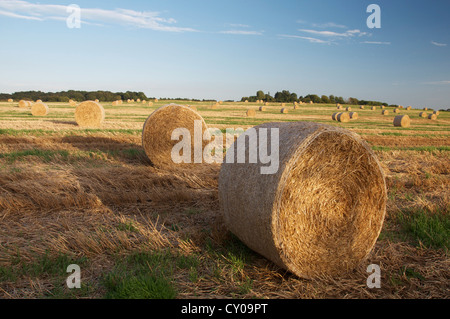 English countryside. Bales of hay scattered in a field on a sunny September evening in Dorset. England, United Kingdom. Stock Photo