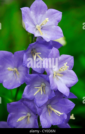 Blue Bellflower (Campanula carpatica), Pegnitz, Middle Franconia, Bavaria Stock Photo