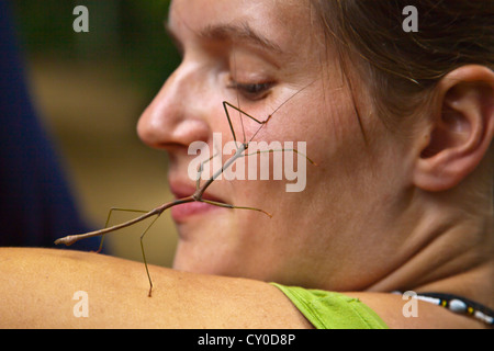 Guests enjoy playing with a STICK BUG at OUR JUNGLE HOUSE near KHAO SOK NATIONAL PARK - SURATHANI PROVENCE, THAILAND Stock Photo
