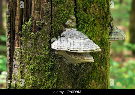 Tinder fungus (Fomes fomentarius) on a dead beach tree (Fagus), Hintersee, Upper Bavaria, Bavaria Stock Photo