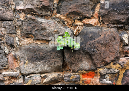 Ivy (Hedera sp.), growing on the ancient city walls, Roethleinsberg street, Kulmbach, Upper Franconia, Bavaria Stock Photo