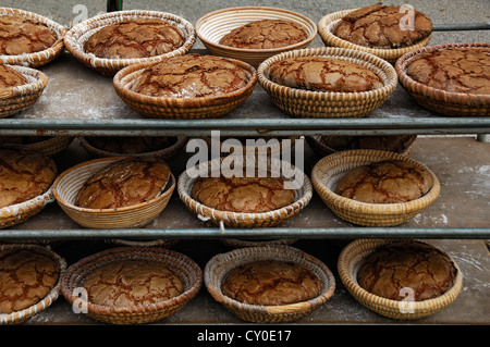 Oven-fresh, three-pound farmhouse bread, loaves, in bread baskets on a baking tray, Wildenfels, Upper Franconia, Bavaria Stock Photo