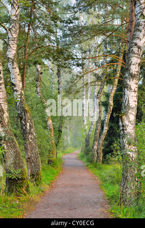 Path lined with birch trees, trail at Schwenninger Moos Nature Reserve, Villingen-Schwenningen, Black Forest, Baden-Wuerttemberg Stock Photo