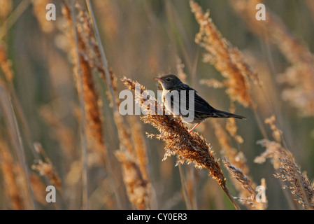 Grasshopper Warbler Locustella naevia Norfolk June Stock Photo