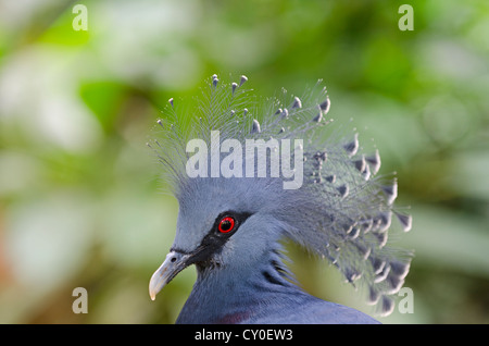 Victoria Crowned Pigeon, Goura victoria New Guinea Stock Photo